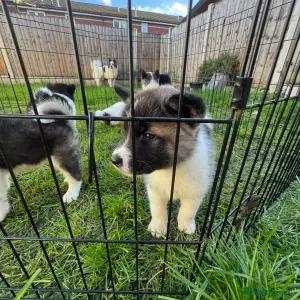 beautiful, strong healthy adorable American Akita puppie thumbnail 1