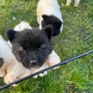 beautiful, strong healthy adorable American Akita puppie thumbnail 2