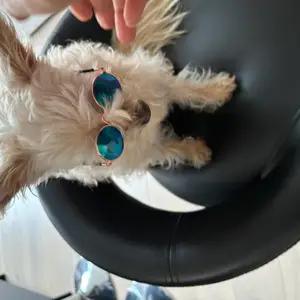 Doggy sunglasses