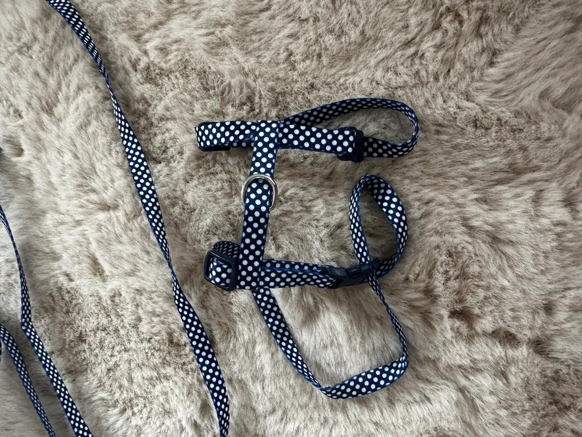Polka dot lead and harness