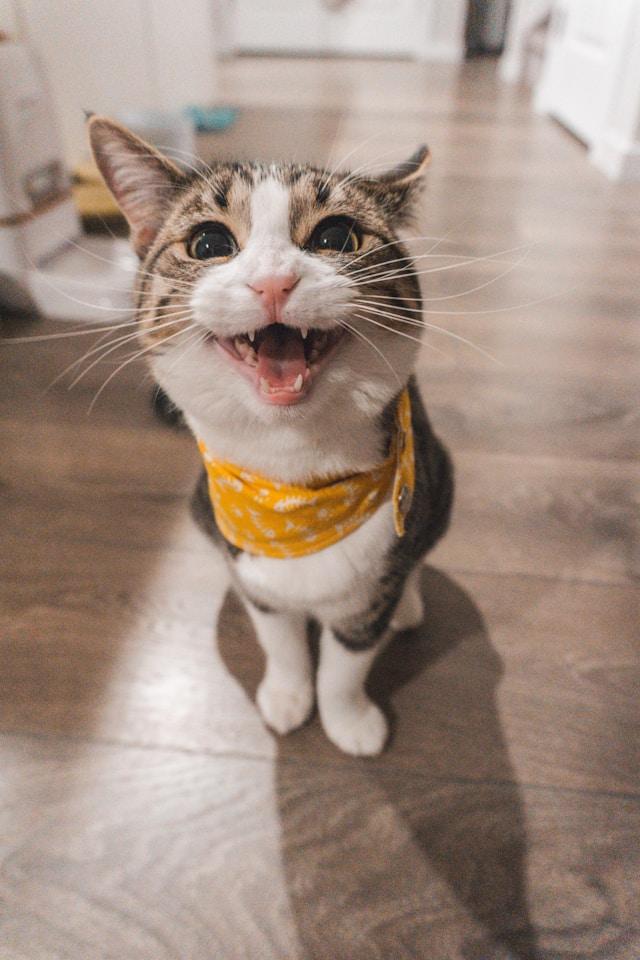 Happy cat with bandana