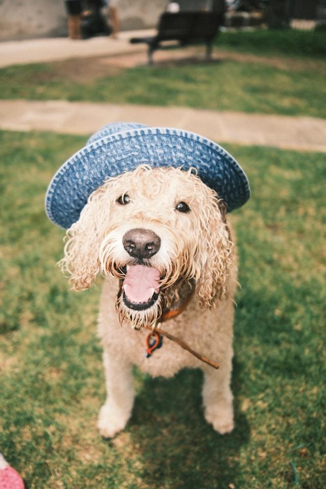Dog wearing a hat