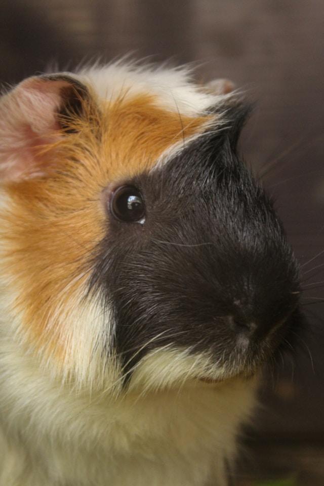 Guinea pig