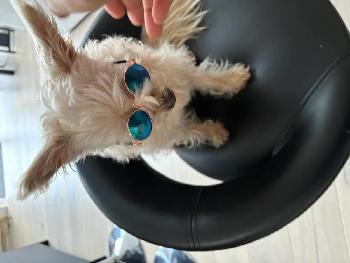 Doggy sunglasses